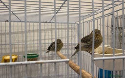 Canaries birds for sale: Canaries available  - Image 2