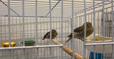Canaries birds - Advert 4