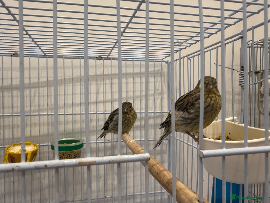 Canaries birds for sale: Canaries available  - Image 2