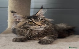 Maine Coon cats for sale: XL maine coon kittens Russia bloodlines Ready Now - Image 1