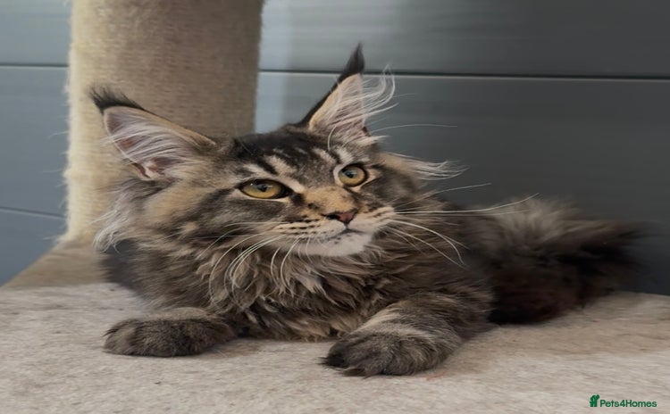 Maine Coon cats - Advert 16