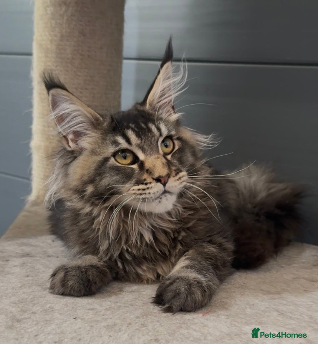 Maine Coon cats for sale: XL maine coon kittens Russia bloodlines Ready Now - Image 1