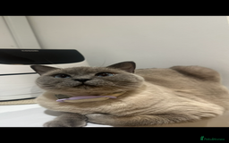 British Shorthair cats for sale: British shorthair x ragdoll - Image 7