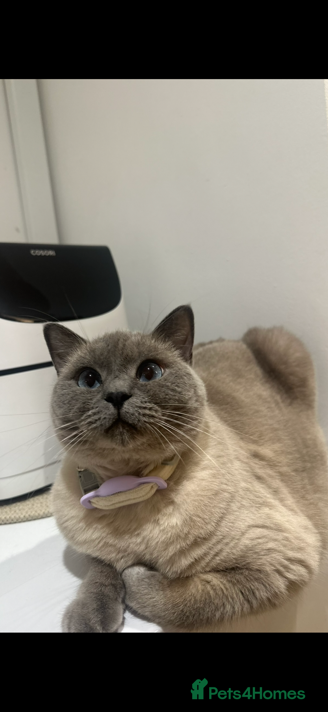 British Shorthair cats for sale: British shorthair x ragdoll - Image 7