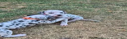 Dalmatian dogs for sale: Litter of pure Dalmatian puppies - Advert 16