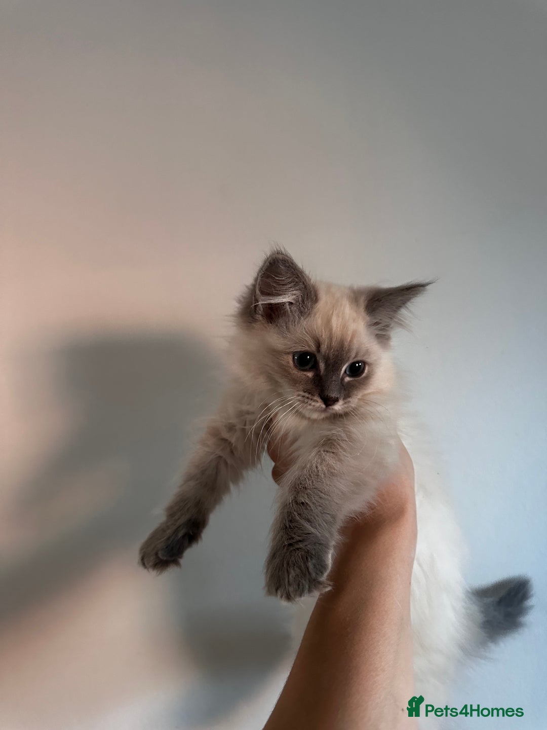 Ragdoll cats for sale: 🤎Beautiful Ragdoll BOY 🤎  - Advert 1