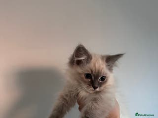 Ragdoll cats 🤎Beautiful Ragdoll BOY 🤎 - Advert 16