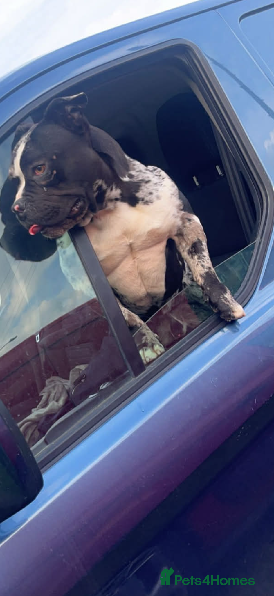American Bulldog dogs Black & white merle pocket bully free to good home - Advert 1