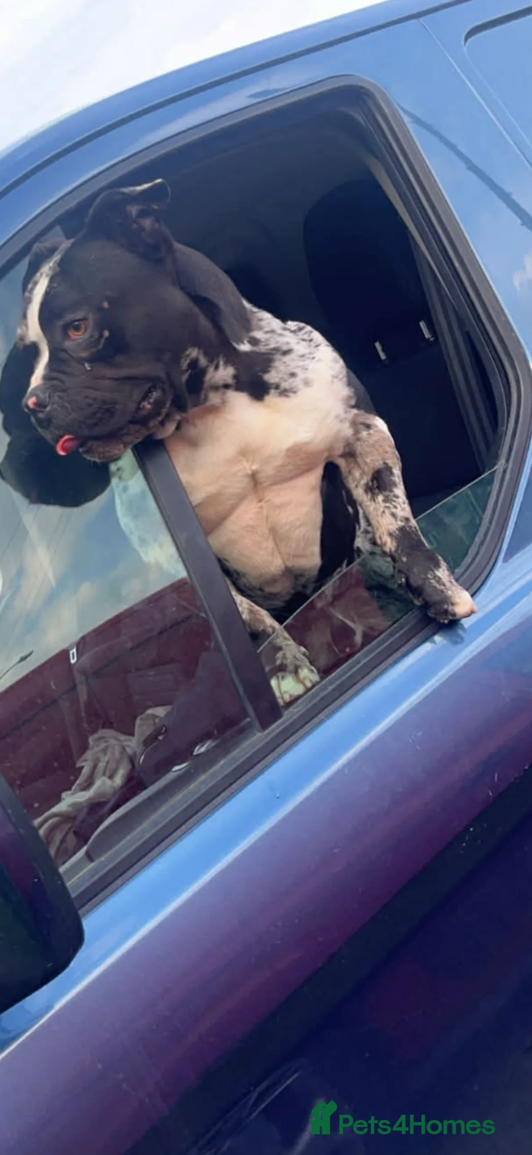 American Bulldog dogs for sale: Black & white merle pocket bully  **  in Nuneaton - Advert 1