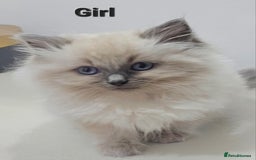 Ragdoll cats for sale: Stunning  ragdoll  kittens - Image 7