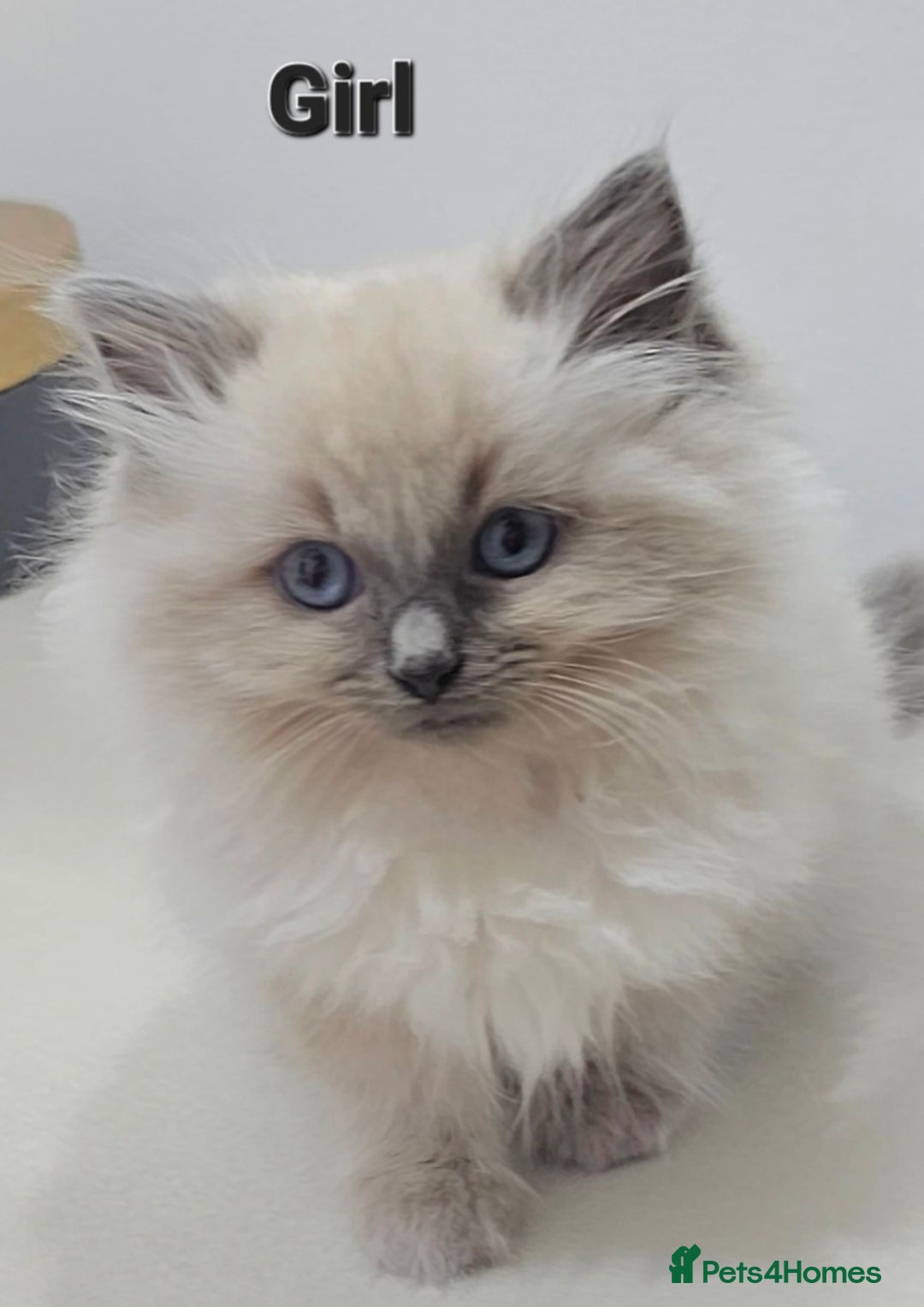 Ragdoll cats for sale: Stunning  ragdoll  kittens - Image 7