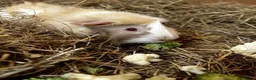 Guinea Pig rodents for sale: Mocha & Cappuccino in Lincoln - Advert 4