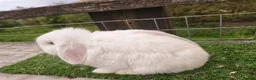 Mini Lop rabbits for sale: Adult mini lop Female  - Advert 6