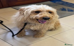 Mixed Breed dogs for adoption: Wonderful Marcus needs a loving home - Image 15