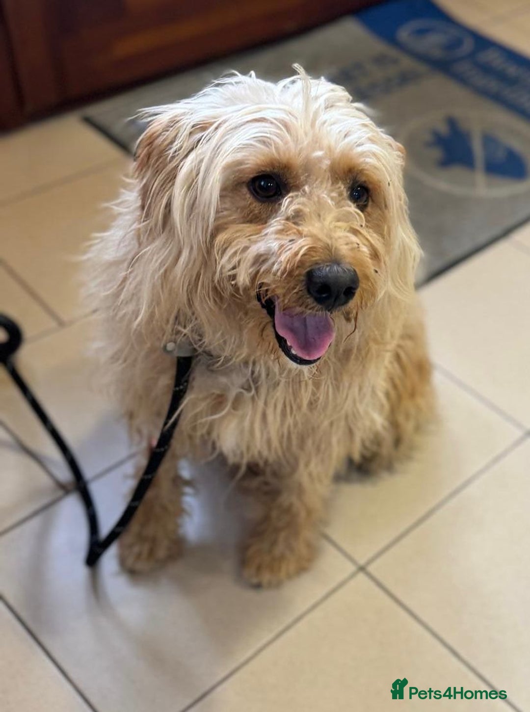 Mixed Breed dogs for adoption: Wonderful Marcus needs a loving home - Image 15