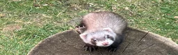Ferret rodents for sale: Ferrets ready to leave now - Advert 3