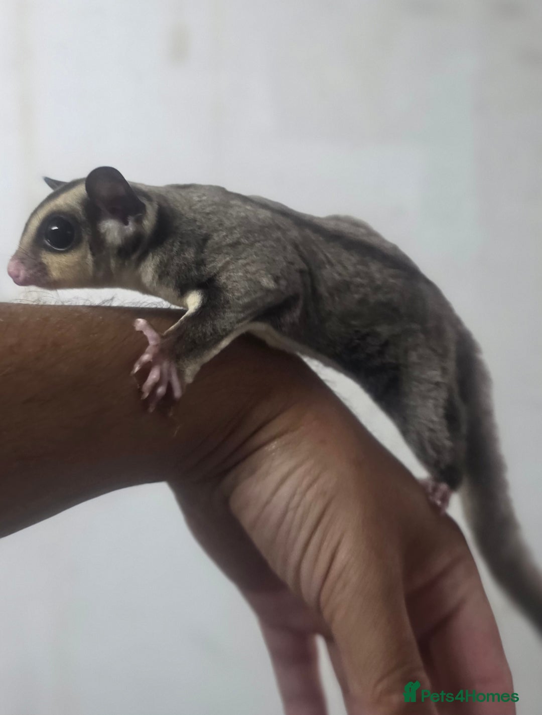 Sugar Glider rodents for sale: Baby Joey Sugar Gliders - Image 5