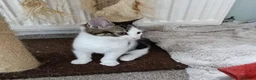 Mixed Breed cats for adoption: MARVIN - Advert 2
