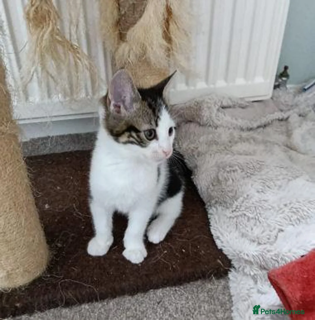 Mixed Breed cats for adoption: MARVIN - Advert 2
