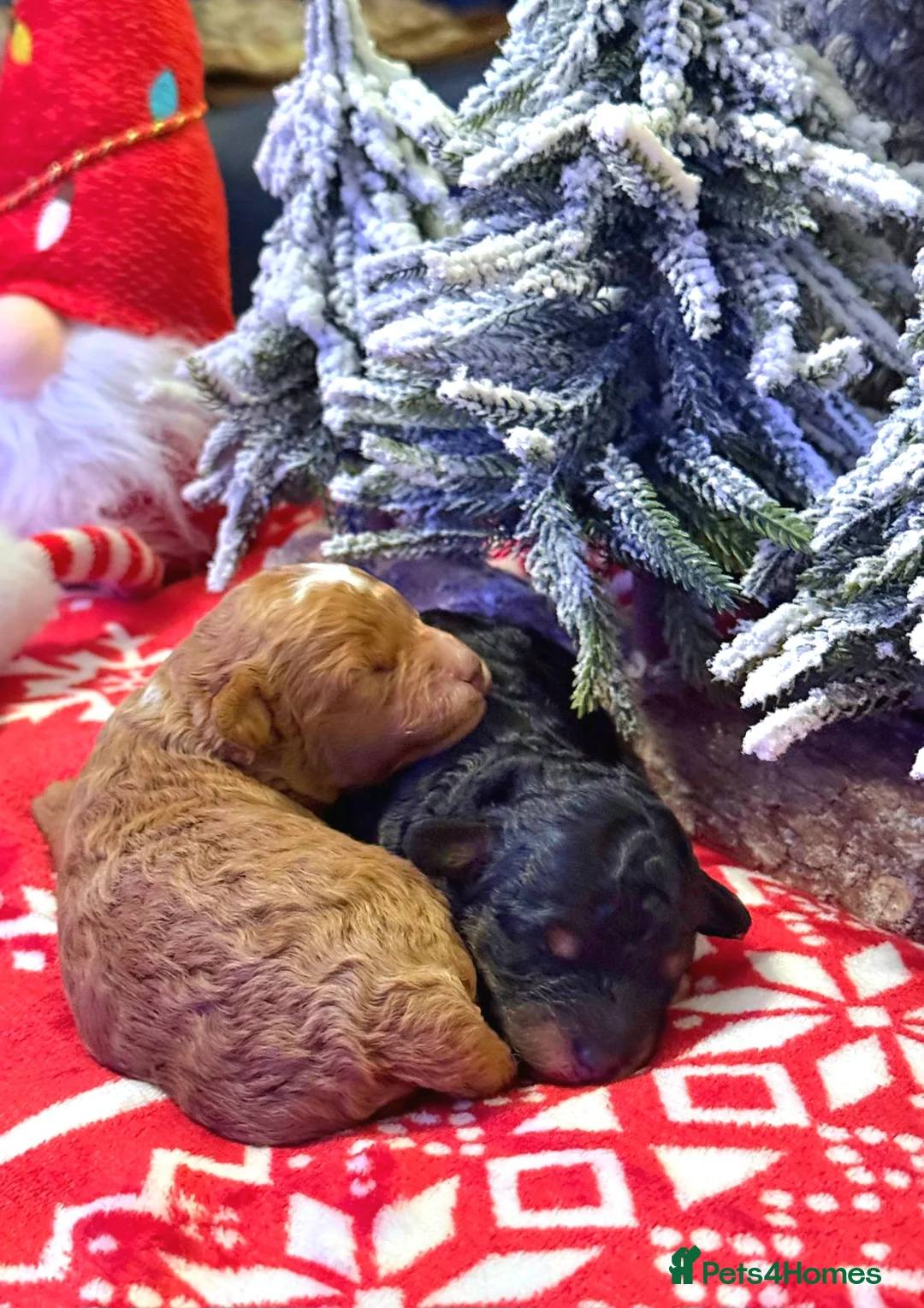 Toy Poodle dogs for sale: Beautiful Phantom Toy Poodle's!🧸😍 KC registered - Advert 17