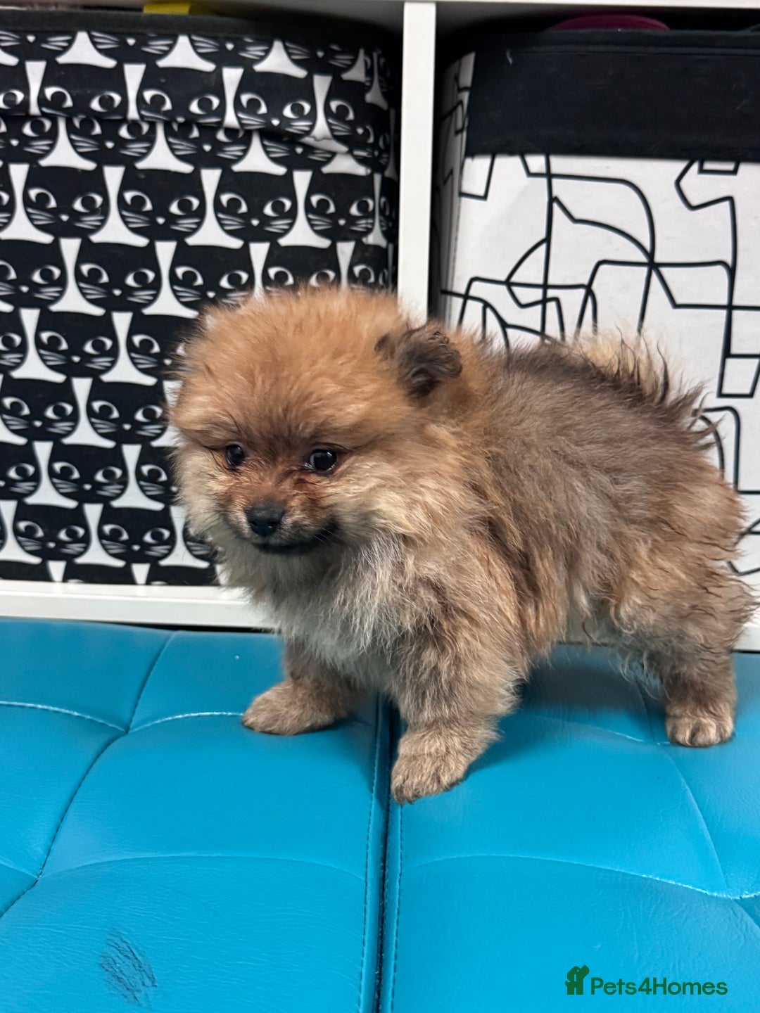 Pomeranian dogs for sale: FLUFFY POMERANIAN FOR SALE 🥰 - Advert 11