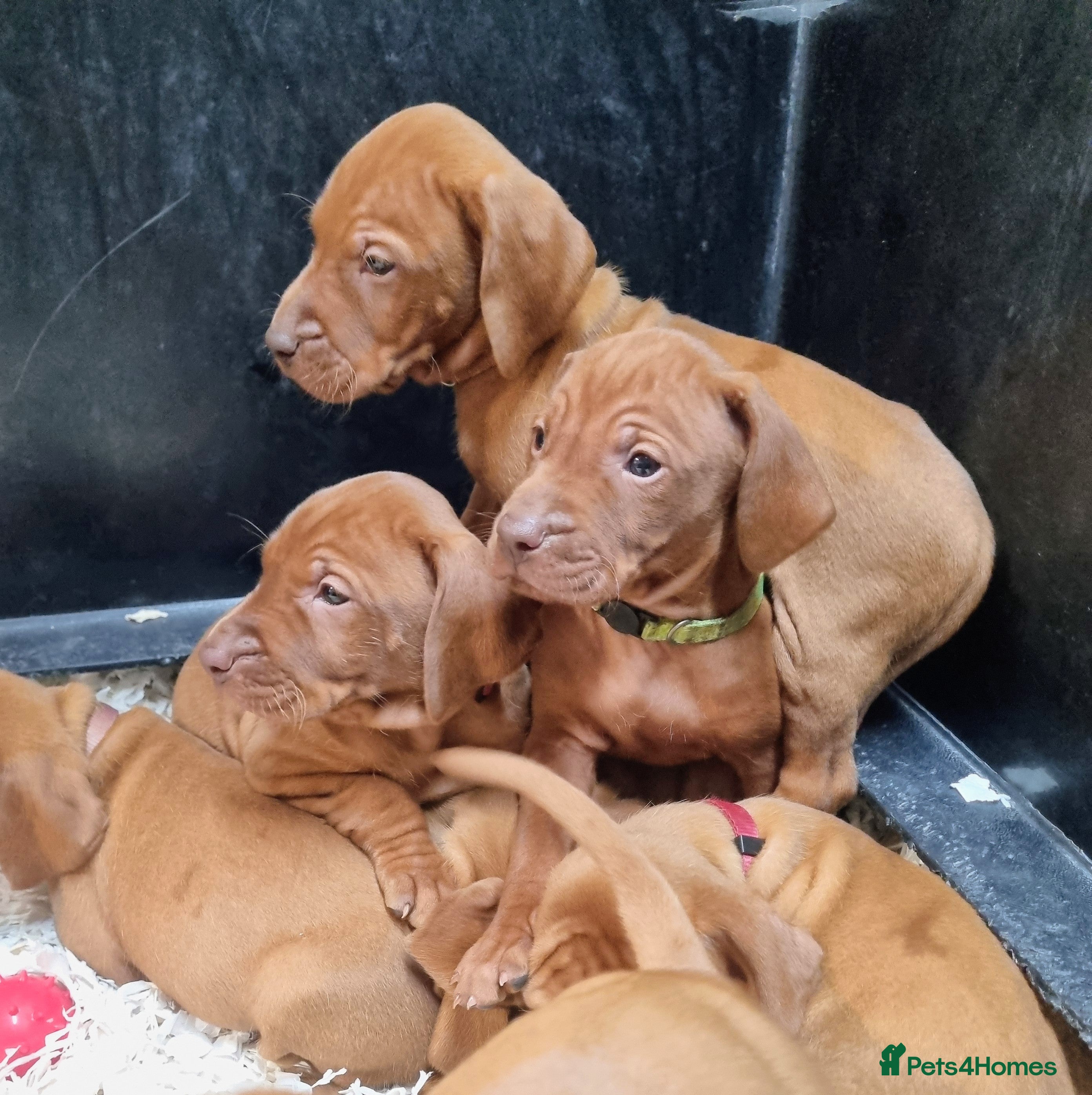 Hungarian Vizsla dogs Stunning KC Hungarian Vizsla Puppies  - Advert 6