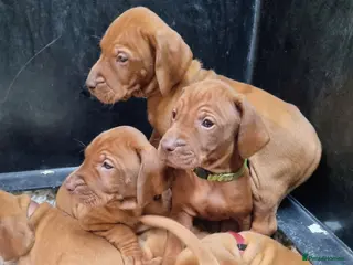 Hungarian Vizsla dogs Stunning KC Hungarian Vizsla Puppies - Advert 6