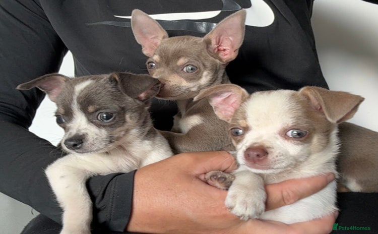 Chihuahua dogs - Advert 12