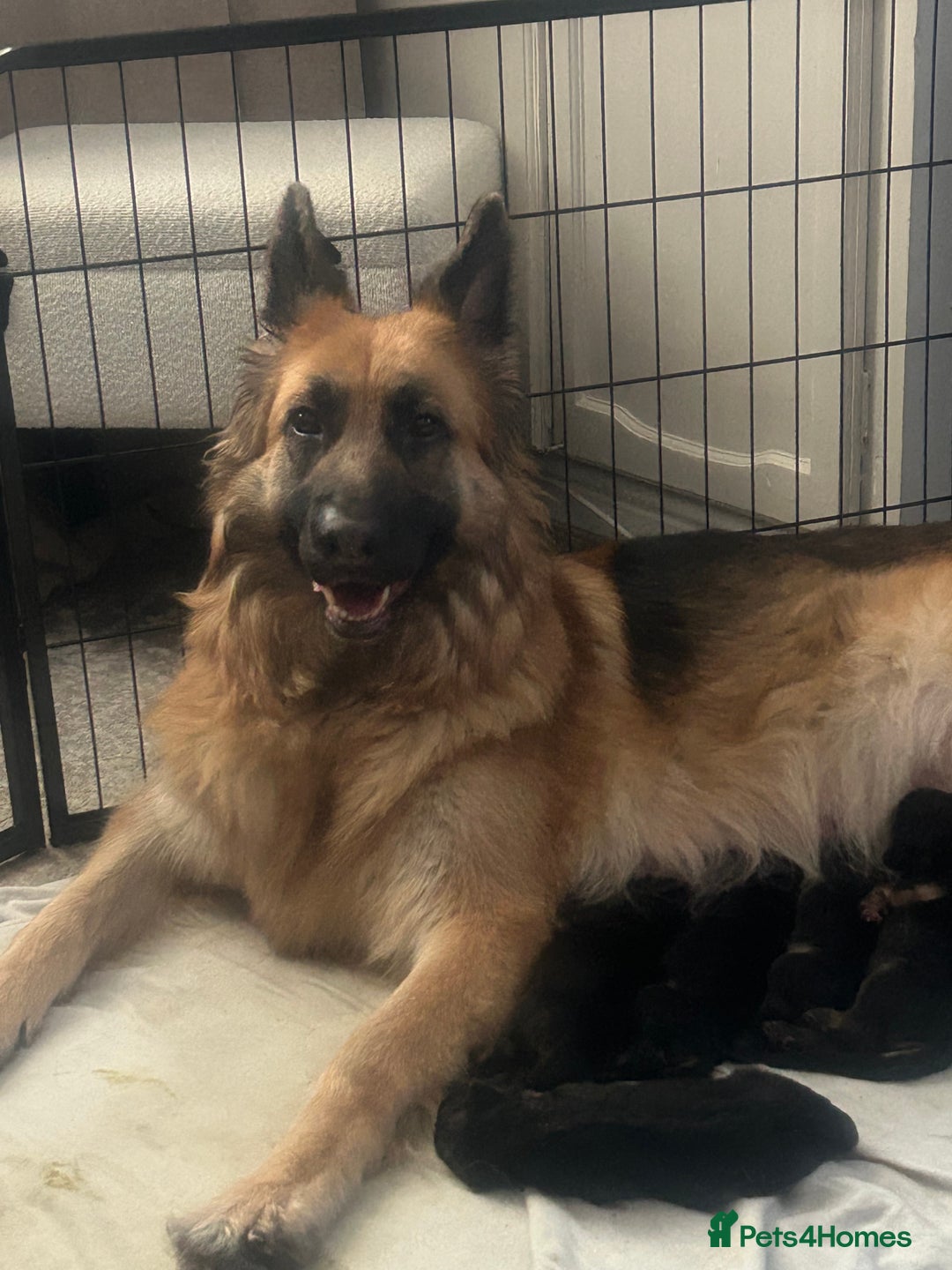 German Shepherd dogs for sale: German shepherd puppies Amber blood line  - Advert 4