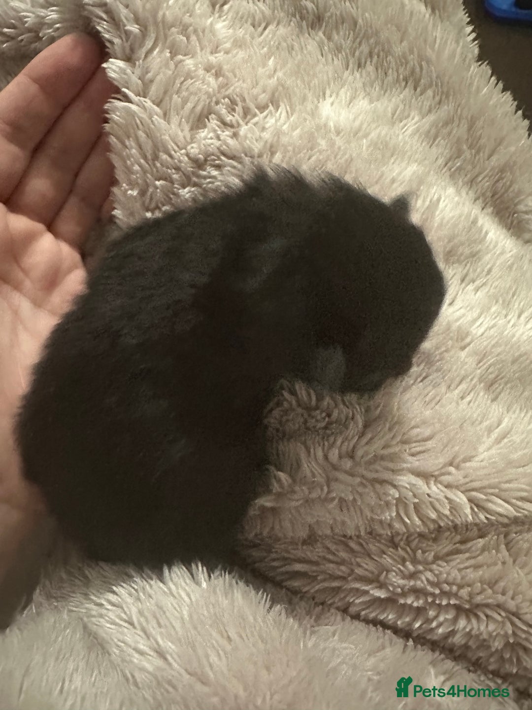 Maine Coon cats for sale: Three quarter maine coon kittens  - Advert 5