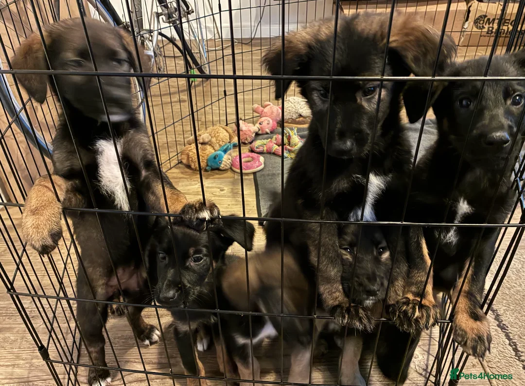 Mixed Breed dogs for sale: Puppies German Shepherd x Saluko x Dutch Harder - Advert 16