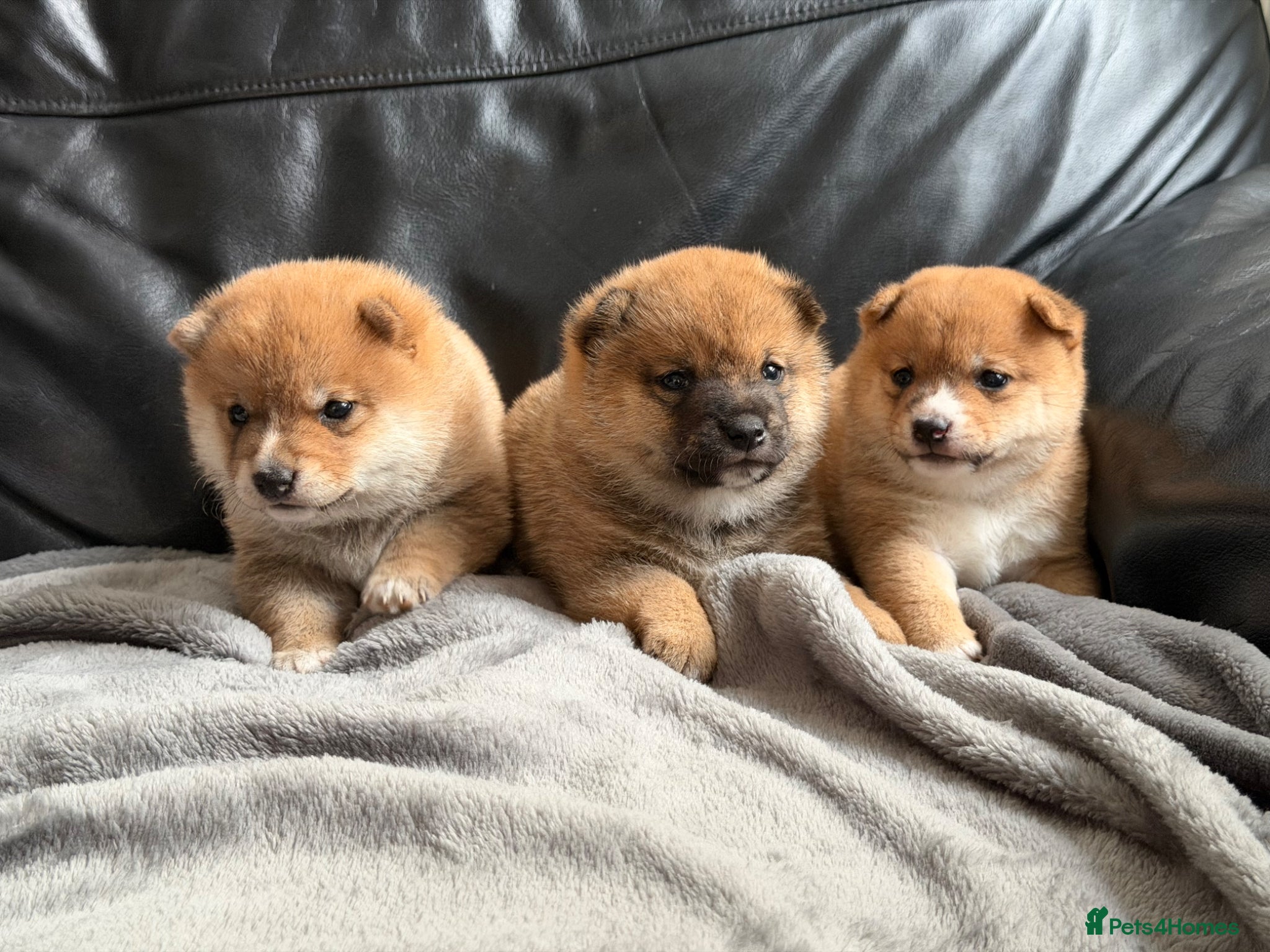 Japanese Shiba Inu dogs for sale: Japanese Mameshiba Inu Puppies Show Grade - Advert 2