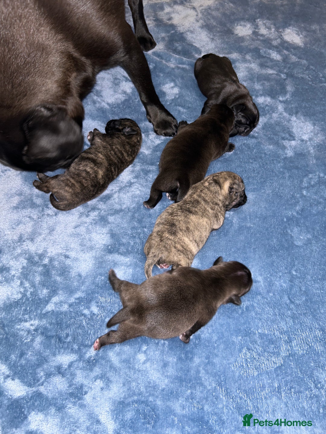 Frug dogs for sale: Frug puppies  - Advert 10