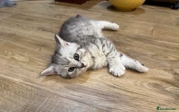 British Shorthair cats for sale: 3 BSH Chinchilla kittens, sale £250, 18 Weeks.  - Image 3