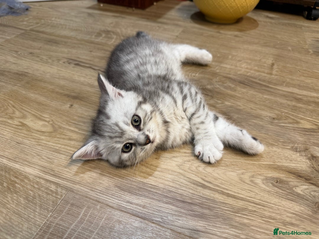 British Shorthair cats for sale: 3 BSH Chinchilla kittens, sale £250, 18 Weeks.  - Image 3