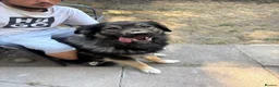 German Shepherd dogs for stud: Moose the German X Caucasian shepherd in Wokingham - Advert 6