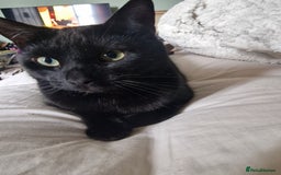 Mixed Breed cats for sale: Shadow - Advert 1