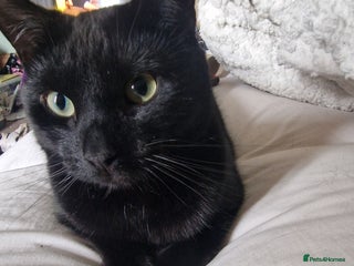 Mixed Breed cats Shadow - Advert 1