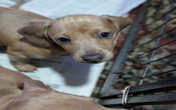 Dachshund dogs for sale: Daschund Puppies for sale - Ready Now *Reduced* - Image 2