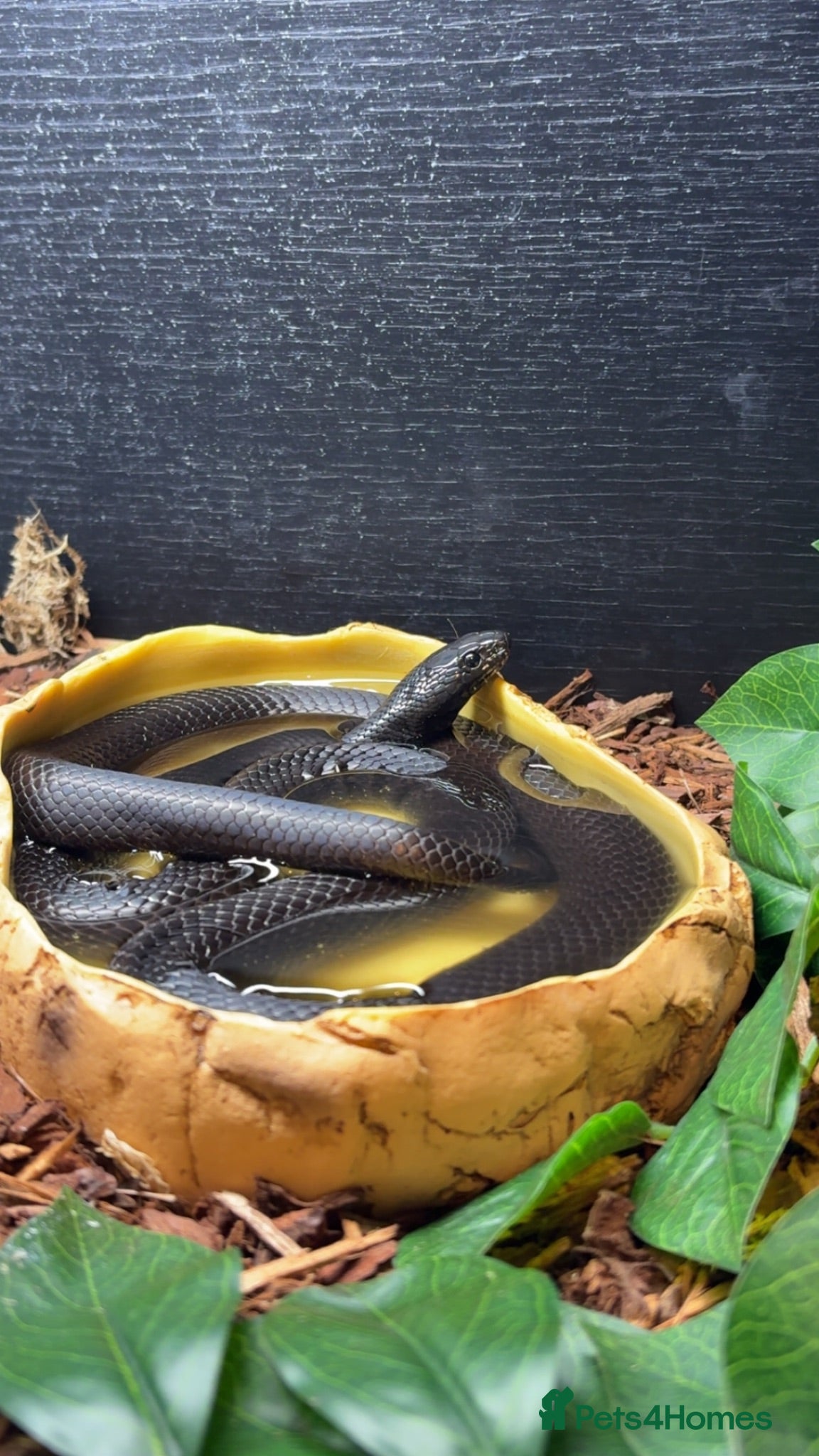 King Snake reptiles Male Mexican Black Kingsnake - Advert 1
