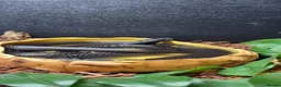 King Snake reptiles for sale: Male Mexican Black Kingsnake - Advert 1