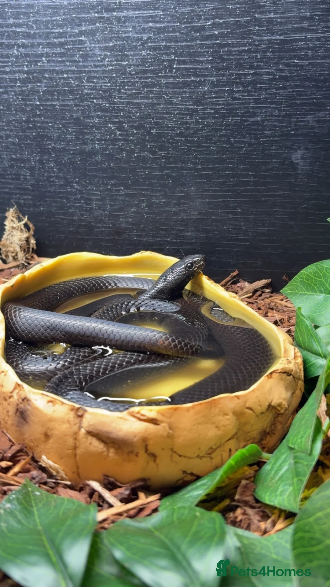 King Snake reptiles for sale: Male Mexican Black Kingsnake - Advert 1
