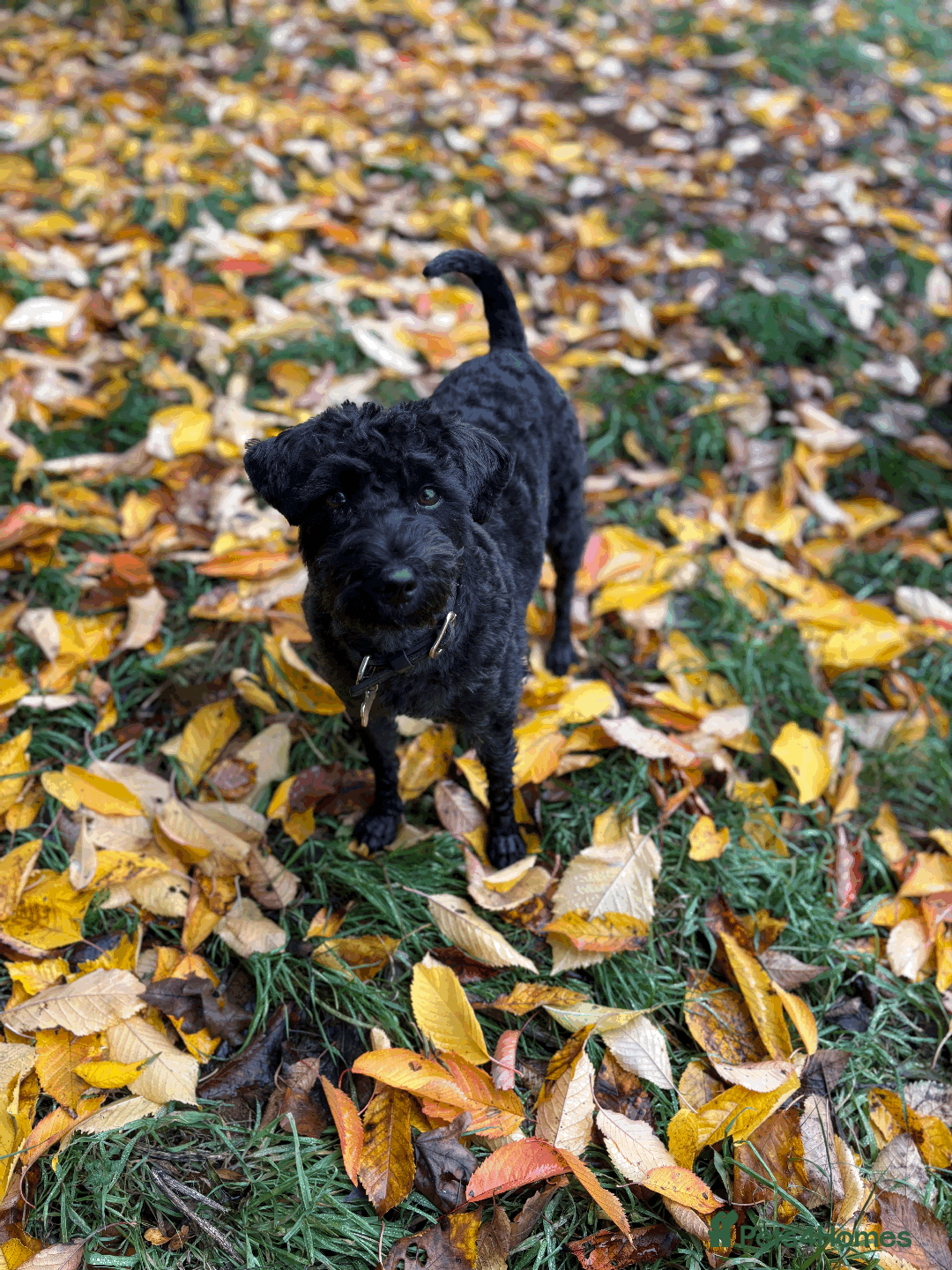Schnoodle dogs for sale: Exceptional Miniature Schnoodle Puppies - Advert 2