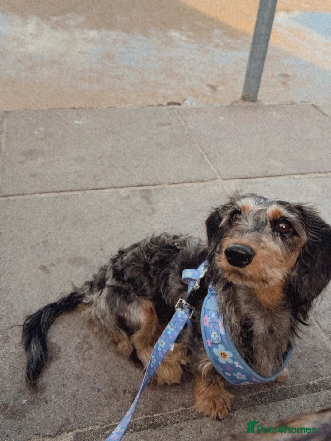 Dachshund dogs for sale: Wired haired dachshund  in Stoke-on-Trent - Advert 5