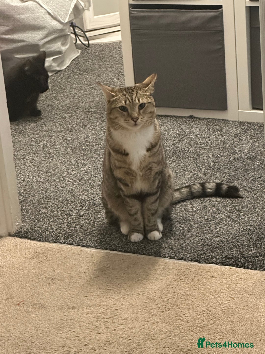 British Shorthair cats for sale: Loki Short Hair Tabby with white Chest - Advert 6