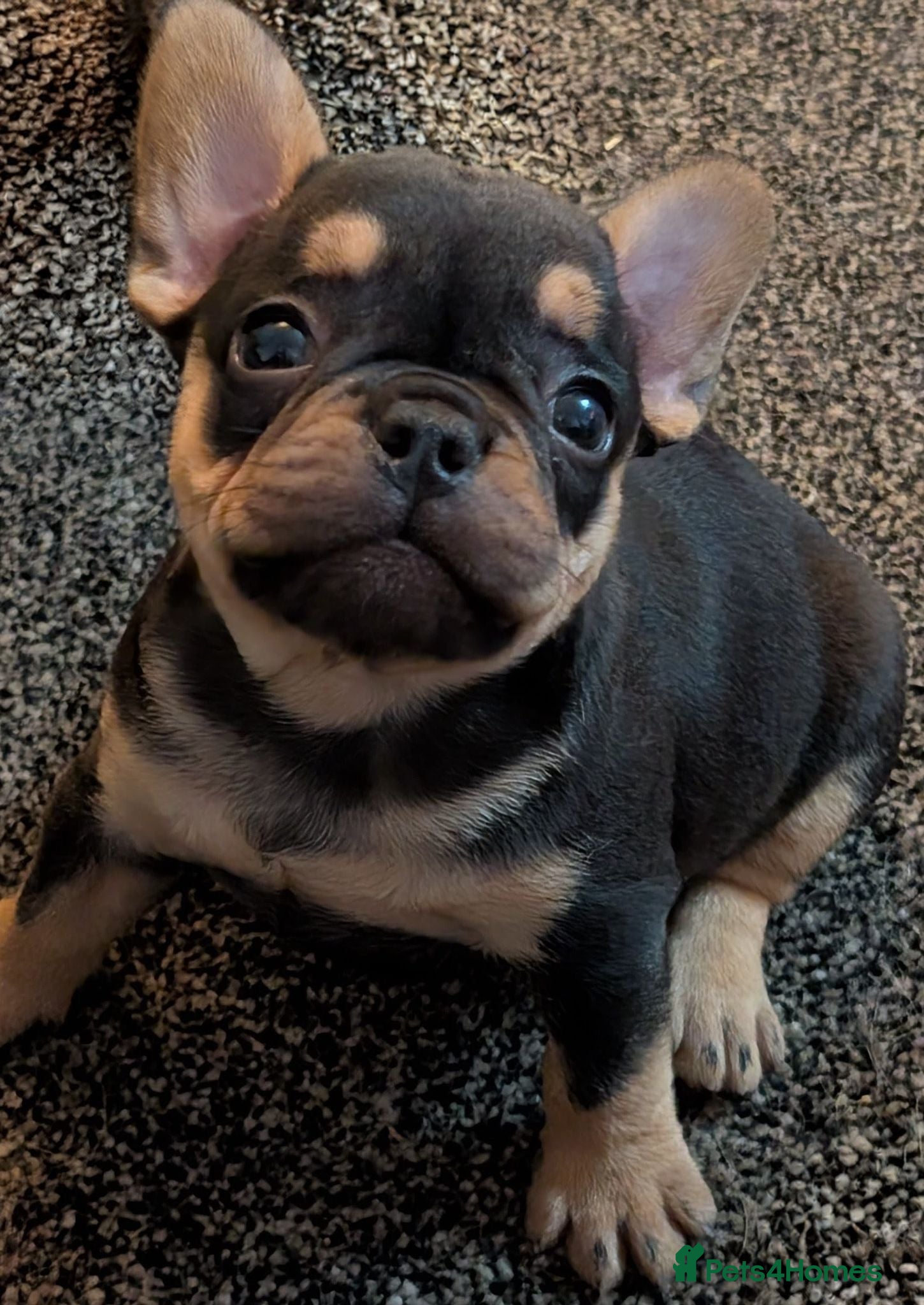 French Bulldog dogs Beautiful French Bulldogs - Advert 19