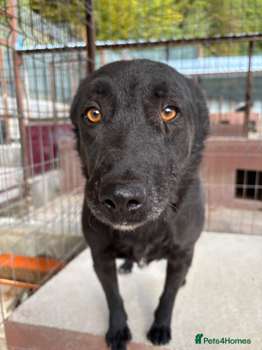 Mixed Breed dogs for adoption: Dragos 💙 - Advert 7