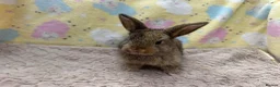 Mixed Breed rabbits for sale: Mixed Mini Lop Crosses - Advert 9
