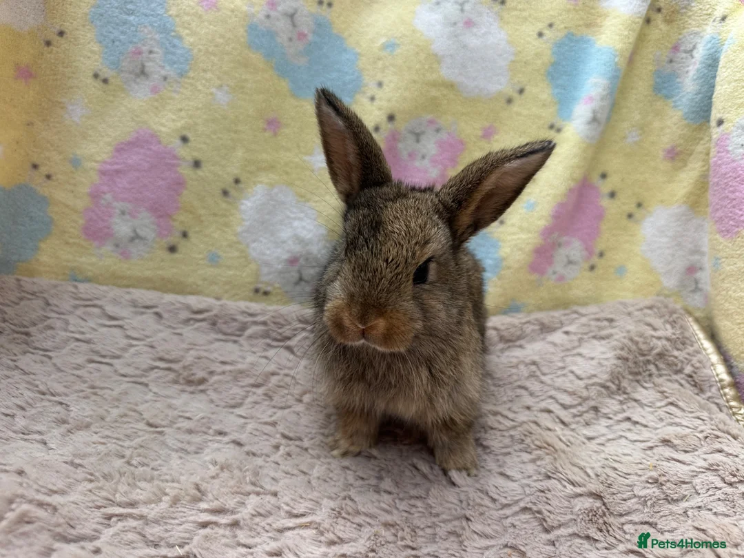 Mixed Breed rabbits for sale: Mixed Mini Lop Crosses - Advert 6