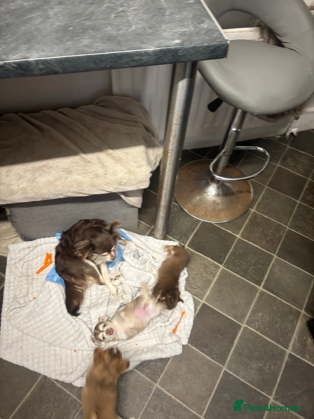 Chihuahua dogs for sale: 4 beautiful chihuahua puppies  - Advert 2